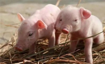 料塔小编今天教大家一个小窍门：豆腐渣喂猪的使用技巧及储存方法