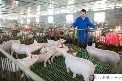 母猪养殖场建设都需要什么？